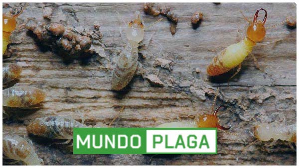 Control de plagas Palencia Ciudad