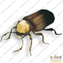 Escarabajo común de los muebles
